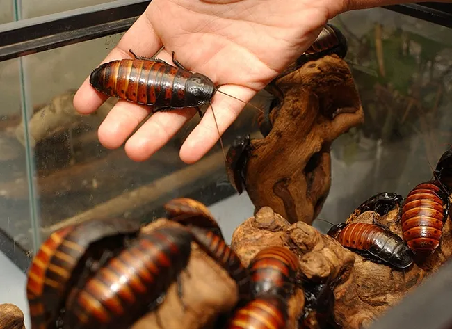 Madagascar hissing cockroaches are an integral part of the Bohart Museum of Entomology's "petting zoo." (Photo by Kathy Keatley Garvey)