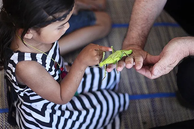 Getting up close and personal with a stick insect, also known as a walking stick.