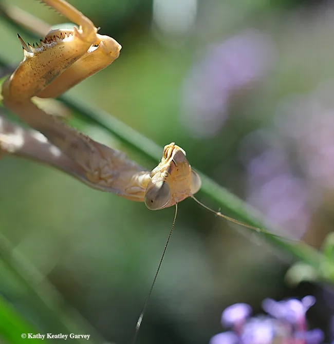 A female praying mantis, a Stagmomantis limbata (as identified by Lohit Garikipati of UC Davis) is looking for prey. (Photo by Kathy Keatley Garvey)
