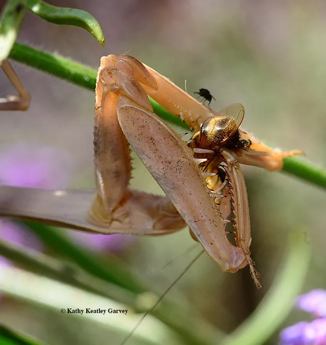A freeloader fly, (family Milichiidae and probably genus Desmometopa) perches on a spiked foreleg. (Photo by Kathy Keatley Garvey)