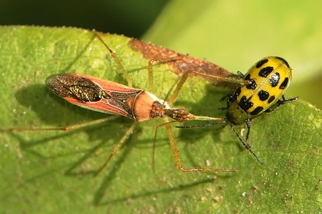 An assassin bug drills a pest, a spotted cucumber beetle. (Photo by Kathy Keatley Garvey)