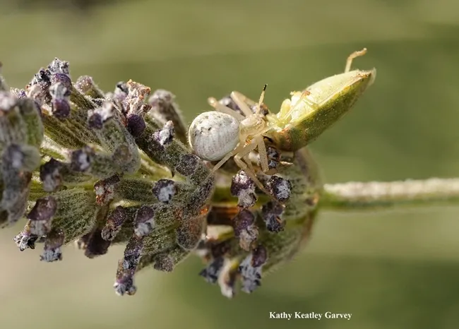 A crab spider munches on a stink bug. (Photo by Kathy Keatley Garvey)
