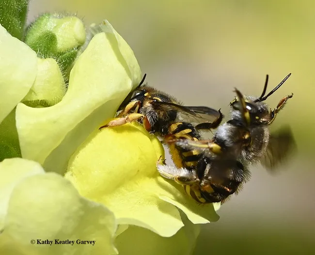 Fifth in series: Soon, the population of European wool carder bees will increase in this Vacaville pollinator garden. (Photo by Kathy Keatley Garvey)