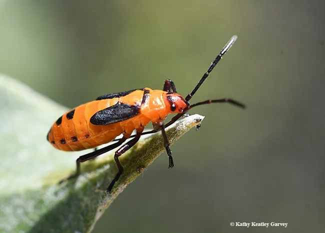 A milkweed bug (Oncopeltus fasciatus, as identified by curator Michael Pirrello of iNaturalist) peers over the leaf of a milkweed plant, Asclepias speciosa, in a Sonoma County. (Photo by Kathy Keatley Garvey)