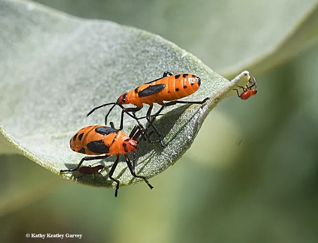 Milkweed bugs (Oncopeltus fasciatus) mingling on a showy milkweed, Asclepias speciosa. (Photo by Kathy Keatley Garvey)