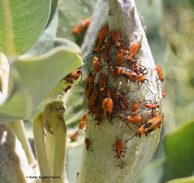 A mass of milkweed bugs, red invaders! The blood red color sharply contrasts with the green milkweed pod. These are Oncopeltus fasciatus (as identified by Michael Pirrello of iNaturalist) mingling on a showy milkweed, Asclepias speciosa. (Photo by Kathy Keatley Garvey)