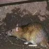 A Norway rat resting on a dirt surface, featuring brown fur and a long tail.