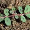 Close-up of spotted spurge weed with small green leaves featuring darker spots, growing in bare soil.