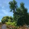 A cluster of tall green trees and shrubs against a clear blue sky, with a winding path in the foreground.