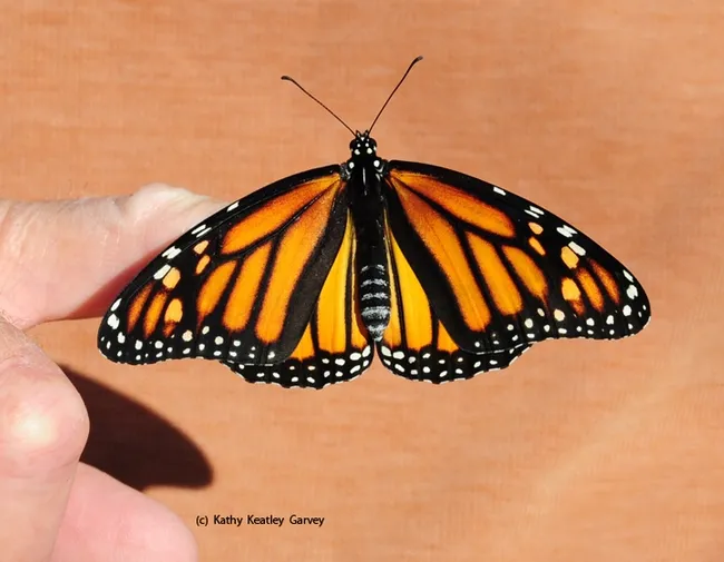 This image of a female monarch butterfly was taken Sept. 14, 2016 in Vacaville. It was a good year for monarchs. (Photo by Kathy Keatley Garvey)