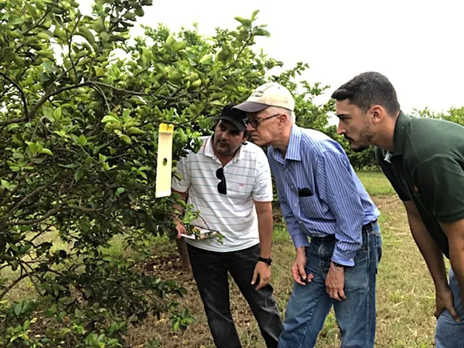 UC Davis chemical ecologist Walter Leal (center) examines a lure in Mogi Mirin, São Paulo on Brazil’s Independence Day (Sept. 7) with Haroldo Volpe (far right) and Renato de Freitas, both of Fundecitrus.