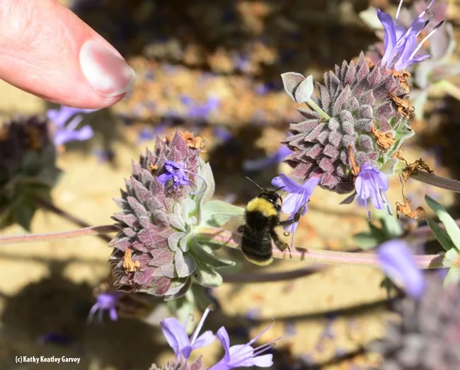 A yellow-faced bumble bee, Bombus vosnesenskii, nectaring on Cleveland sage. One of the UC Davis Department of Entomology and Nematology seminars during the fall quarter will be on "Bumble Bee Movement Ecology and Response to Wildfire" by doctoral candidate John Mola for his exit seminar. (Photo by Kathy Keatley Garvey)