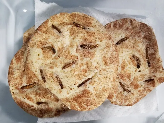 Make a meal out of mealworms? Danielle Wishon baked these mealworm cookies. Yes, they were good. (Photo by Danielle Wishon)