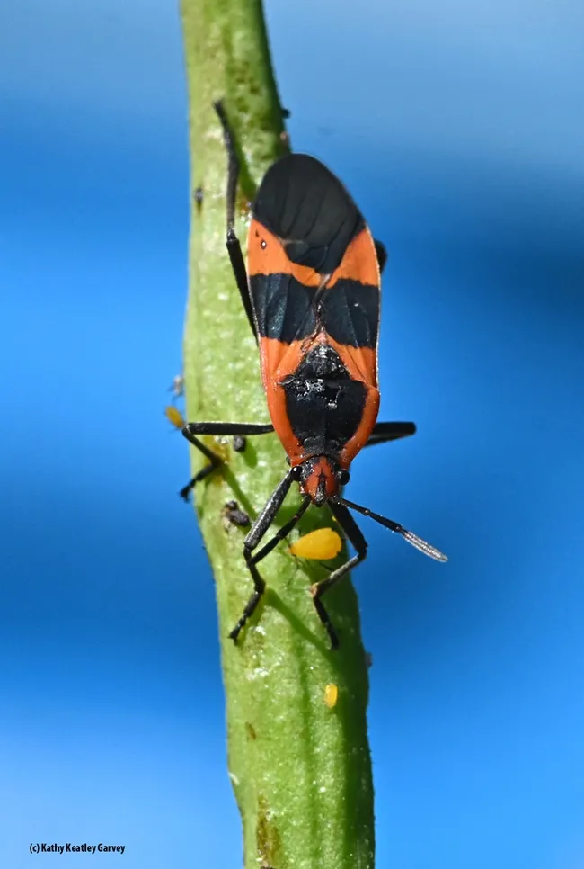 Yes, milkweed bugs feed on oleander aphids. This is a large milkweed bug (Oncopeltus fasciatus) with an aphid. (Photo by Kathy Keatley Garvey)