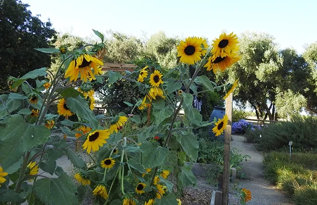 The bee garden today, 10 years later. (Photo by Kathy Keatley Garvey)