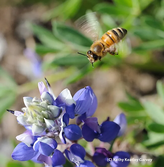 Lupine seeds will be among the native wildflower seeds available at the UC Davis Arboretum and Public Garden plant sale on Saturday, Sept. 28. (Photo by Kathy Keatley Garvey)