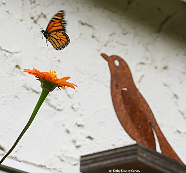 Up, up and away--but not because the bird was a threat. (Photo by Kathy Keatley Garvey)