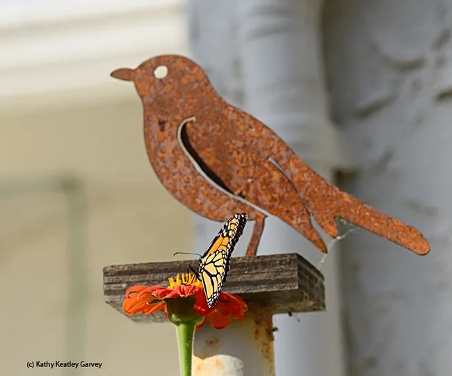 The monarch returns to the bird sighting, this time to sip nectar by its feet. (Photo by Kathy Keatley Garvey)