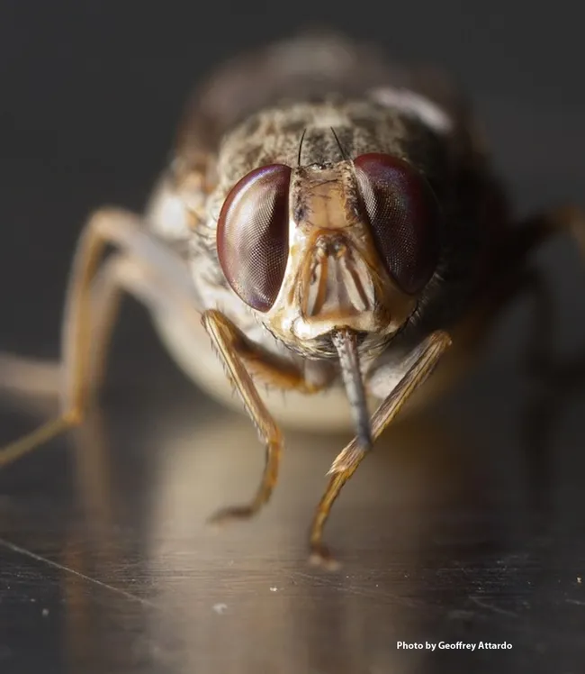 Close-up of a gravid tsetse fly, Glossina morsitans morsitans. (Photo by Geoffrey Attardo)