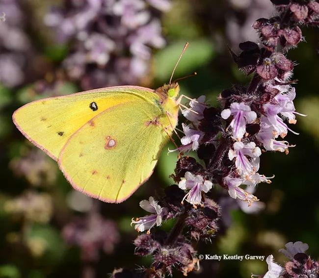 An alfalfa butterfly, Colias eurytheme, sips nectar from an African blue basil blossom. (Photo by Kathy Keatley Garvey)