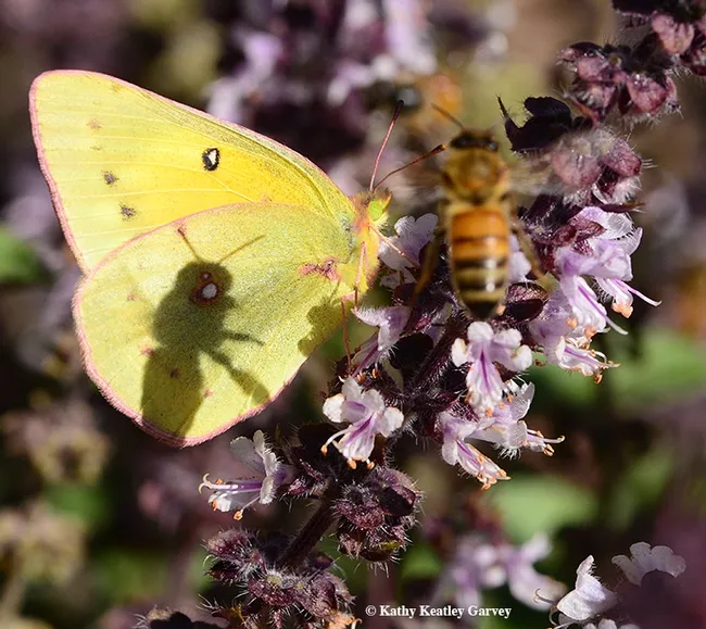 A honey bee shadows an alfalfa butterfly, Colias eurytheme, on African blue basil. (Photo by Kathy Keatley Garvey)