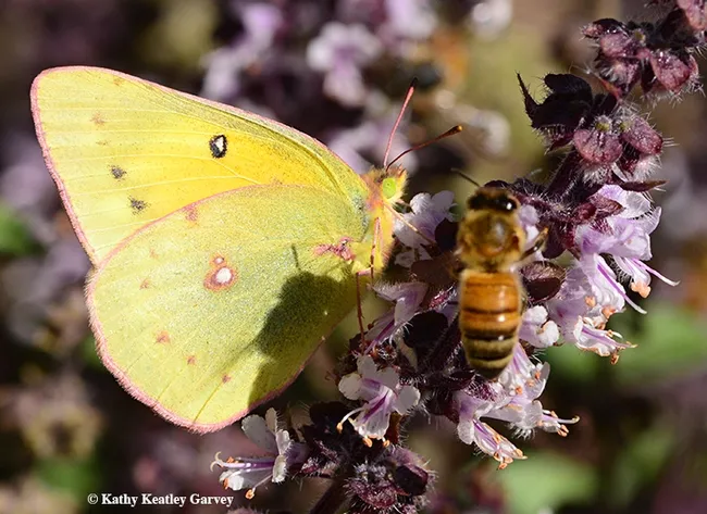 Two can get along: the alfalfa butterfly and the honey bee. In its larval stage, this butterfly is a pest. (Photo by Kathy Keatley Garvey)