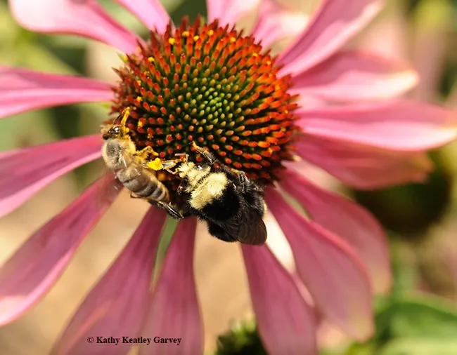 A bumble bee, Bombus vosnesenskii, and honey bee, Apis mellifera, sharing a purple coneflower, Echinacea purpurea. (Photo by Kathy Keatley Garvey)