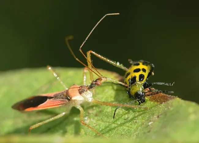 The spotted cucumber beetle is a pest of pumpkins and other members of the cucurbits family. Here it's attacked by an assassin bug. (Photo by Kathy Keatley Garvey)