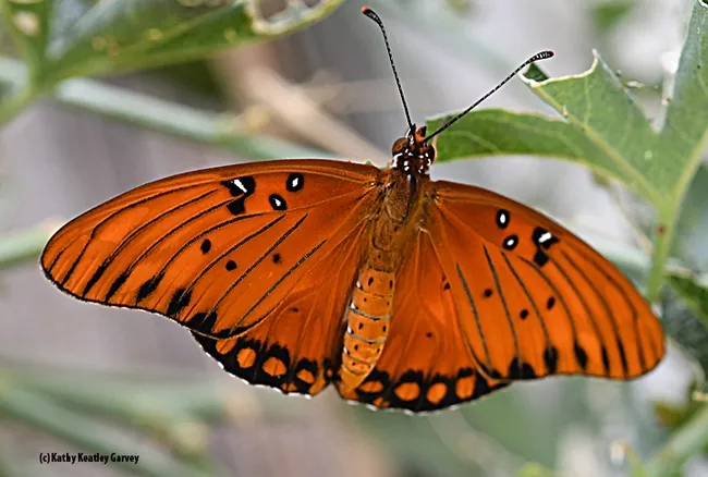 The Gulf Fritillary spreads its wings. (Photo by Kathy Keatley Garvey)