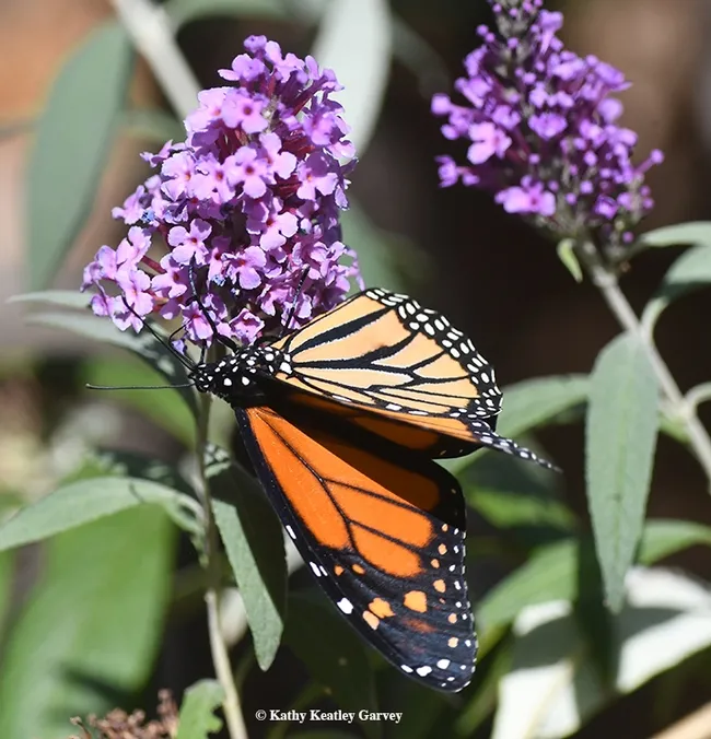 Showing his colors, the male monarch adjusts his position on a butterfly bush on Oct. 12 in Vacaville, Calif. (Photo by Kathy Keatley Garvey)