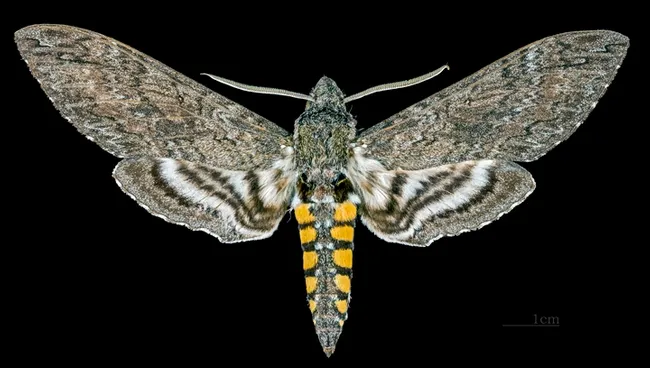 Male Manduca sexta. (Image by Didier Descouens, courtesy of Wikipedia, https://commons.wikimedia.org/w/index.php?curid=55297375)