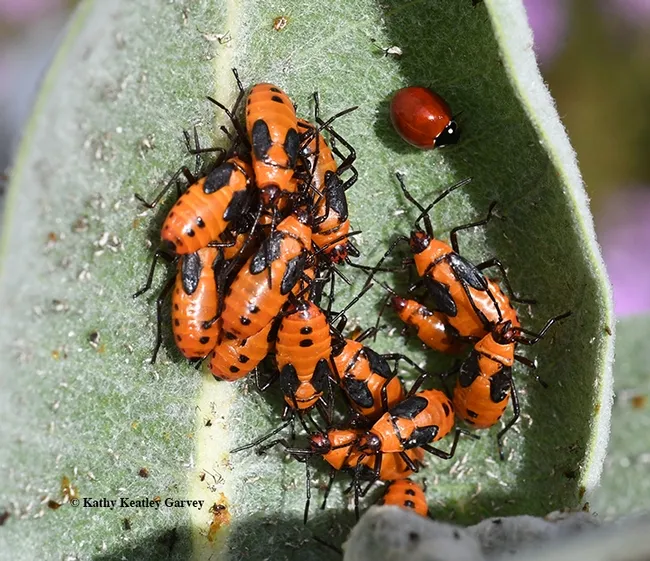 bugsquadnewDSC 0074 copy