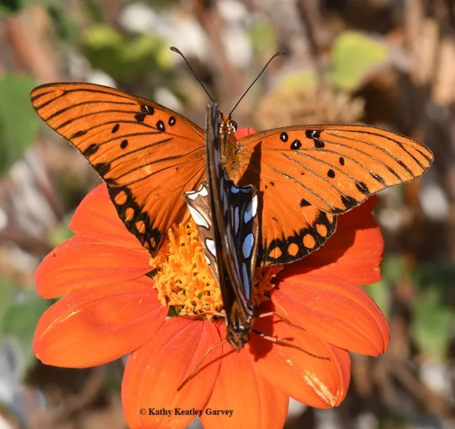 Two Gulf Fritillaries meet on a Mexican sunflower, Tithonia rotundifolia. (Photo by Kathy Keatley Garvey)