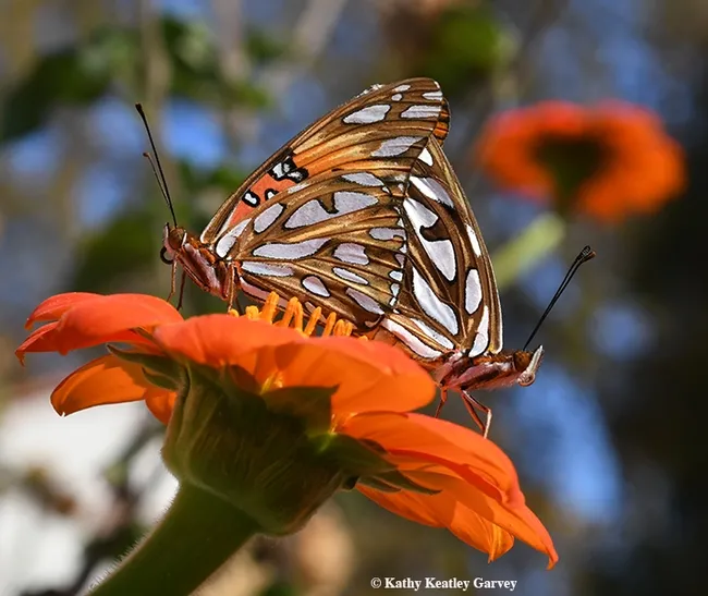 The Gulf Fritillaries become one, or as the Bohart Museum of Entomology scientists hear often, "this is a two-headed butterfly." (Photo by Kathy Keatley Garvey)