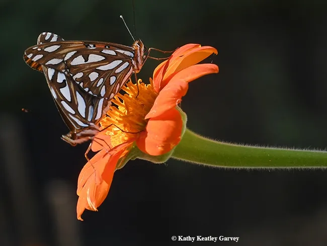 Gulf Fritillaries on a Tithonia--ignorning the photographer. (Photo by Kathy Keatley Garvey)