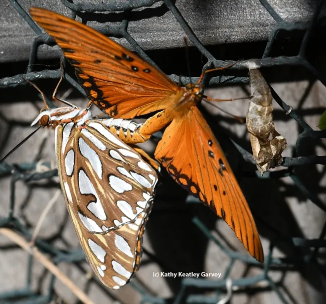 Gulf Fritillaries (Agraulis vanillae) are keeping busy on a Vacaville (Calif.) passionflower vine. (Photo by Kathy Keatley Garvey)