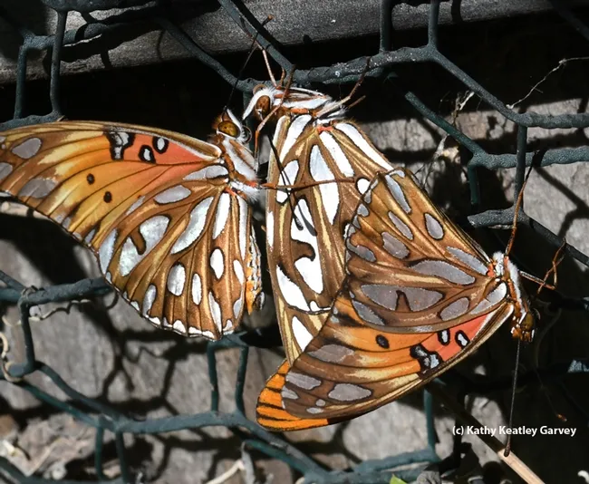 Not one, not two, but three Gulf Fritillaries. (Photo by Kathy Keatley Garvey)