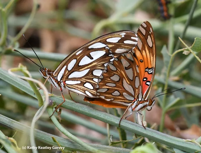 A twosome on a passionflower vine. The Bohart Museum of Entomology gets calls from people who say they've found a "two-headed butterfly." (Photo by Kathy Keatley Garvey)