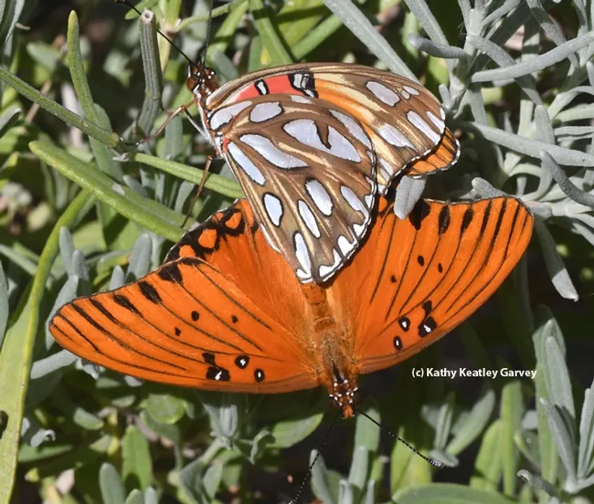 The orangish-reddish Gulf Fritillaries are spectacular butterflies, with silver-spangled underwings. (Photo by Kathy Keatley Garvey)