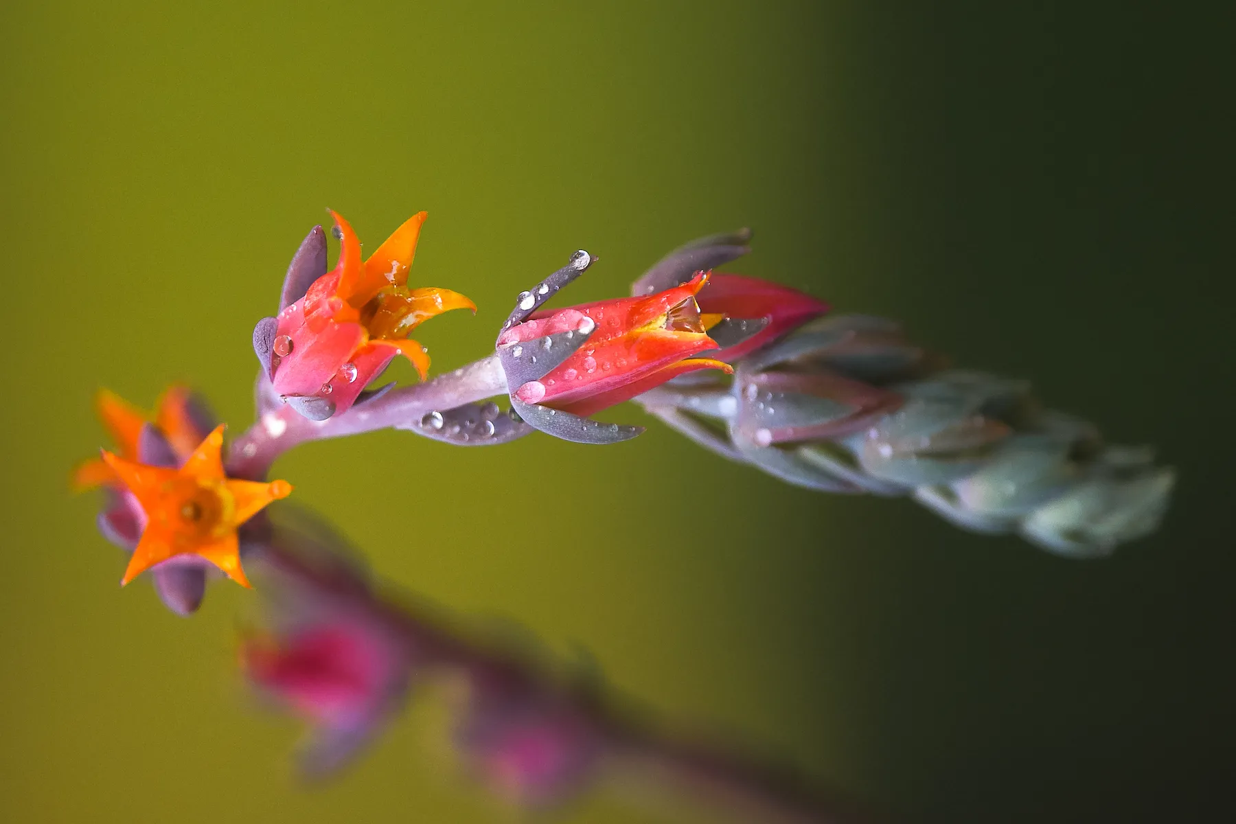 Ornamento flower by Gina Bonanno