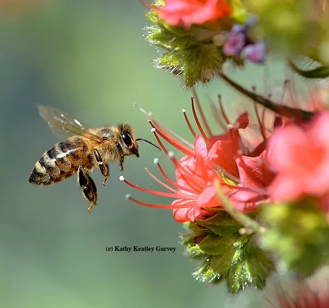 A honey bee heads for a tower of jewels, Echium wildpretii, in a pollinator garden in Vacaville, Calif. (Photo by Kathy Keatley Garvey)