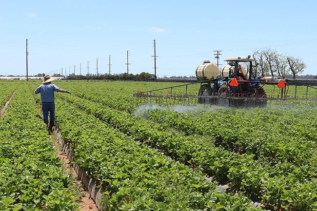 Spraying a strawberry field. (Photo by Christian Nansen)