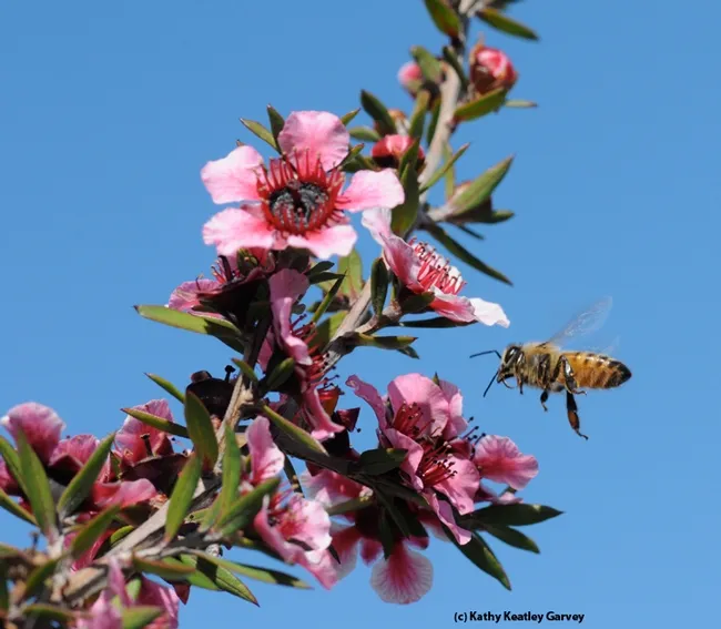 A honey bee heads for a Leptospermum scoparium keatleyi, a plant also known as "the New Zealand tea tree" or bush. Manuka honey is from Leptospermum scoparium. (Photo by Kathy Keatley Garvey)