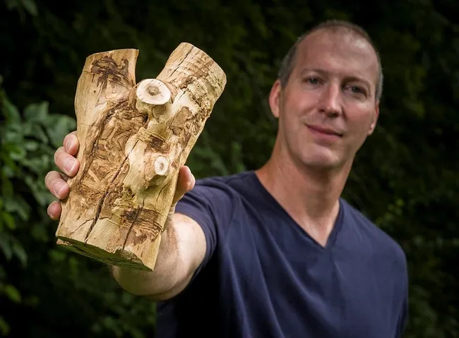 Wright State biology professor Don Cipollini earlier discovered that the emerald green ash borer targets the white fringetree, Chionanthus virginicus, native to the savannas and lowlands of the southeastern United States. Later he and fellow researchers discovered it also infests an olive tree species. (Photo by Chris Snyder)