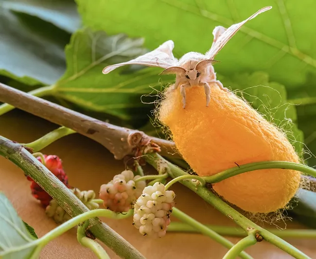 Like to learn how to raise silkworm moths? Silkworm moth expert İsmail Şeker will show his new video about the silkworm moth life cycle at 3 p.m. at the Bohart Museum of Entomology open house. (Photo courtesy of İsmail Şeker)