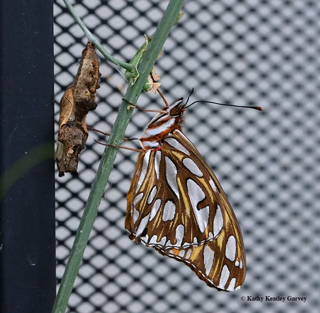 A Gulf Fritillary, Agraulis vanillae, ecloses in Vacaville, Calif., on Nov. 11, Veterans' Day. (Photo by Kathy Keatley Garvey)