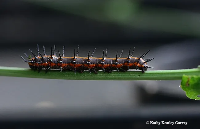A Gulf Frillary caterpillar crawls along on a passionflower vine stem. (Photo by Kathy Keatley Garvey)