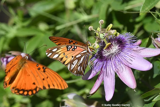A Gulf Fritillary nectars the blossom of a passionflower vine, its host plant, while another Gulf Frit flutters in. (Photo by Kathy Keatley Garvey)
