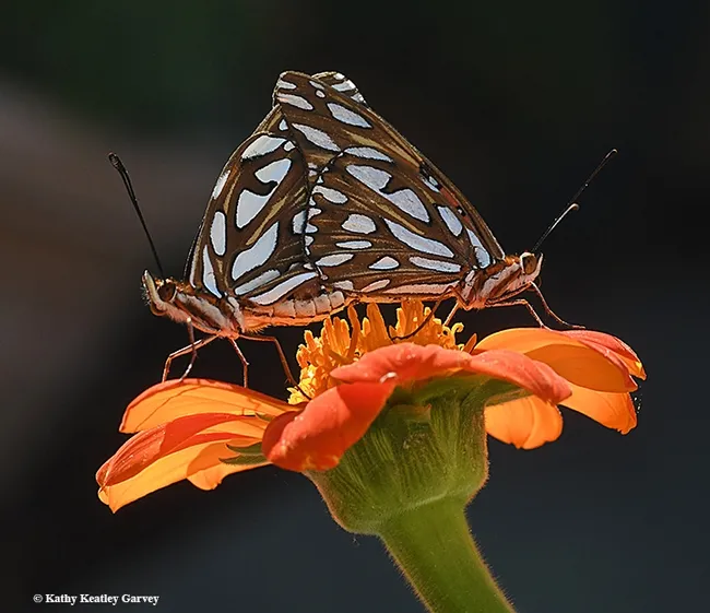 A male and a female butterfly find another. These are Gulf Fritillaries, Agraulis vanillae. (Photo by Kathy Keatley Garvey)