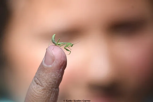 A male praying mantis, Stagmomantis limbata, as identified by entomologist Lohit Garikipati, UC Davis alumnus. (Photo by Kathy Keatley Garvey)
